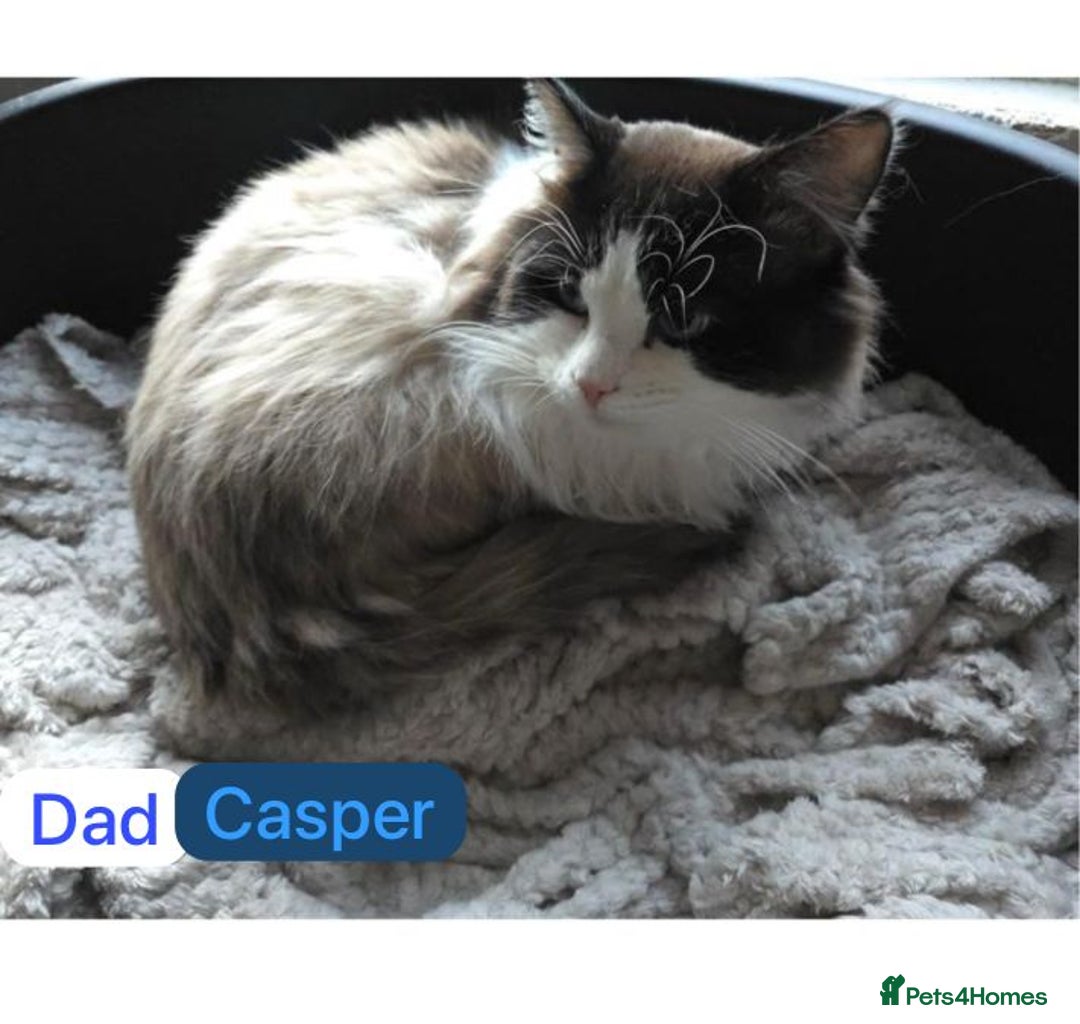 Ragdoll cats for sale: Beautiful two GCCF kittens. Blue Bicolour Ragdolls - Image 5