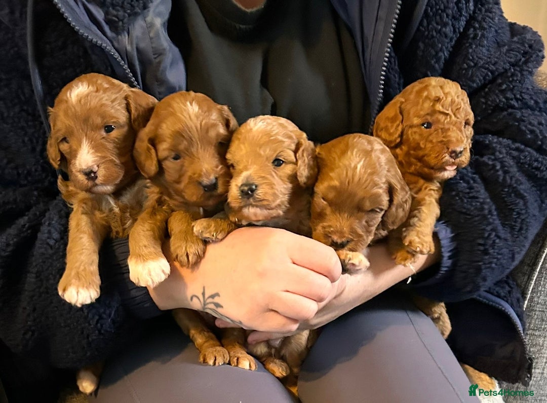 Cockapoo dogs for sale: F1B Minature Cockapoo puppies in Fox Red colour - Advert 1