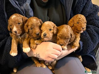 Cockapoo dogs F1B Minature Cockapoo puppies in Fox Red colour - Advert 6