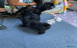 Griffon Bruxellois dogs for sale: New Kids on the Block - Image 12
