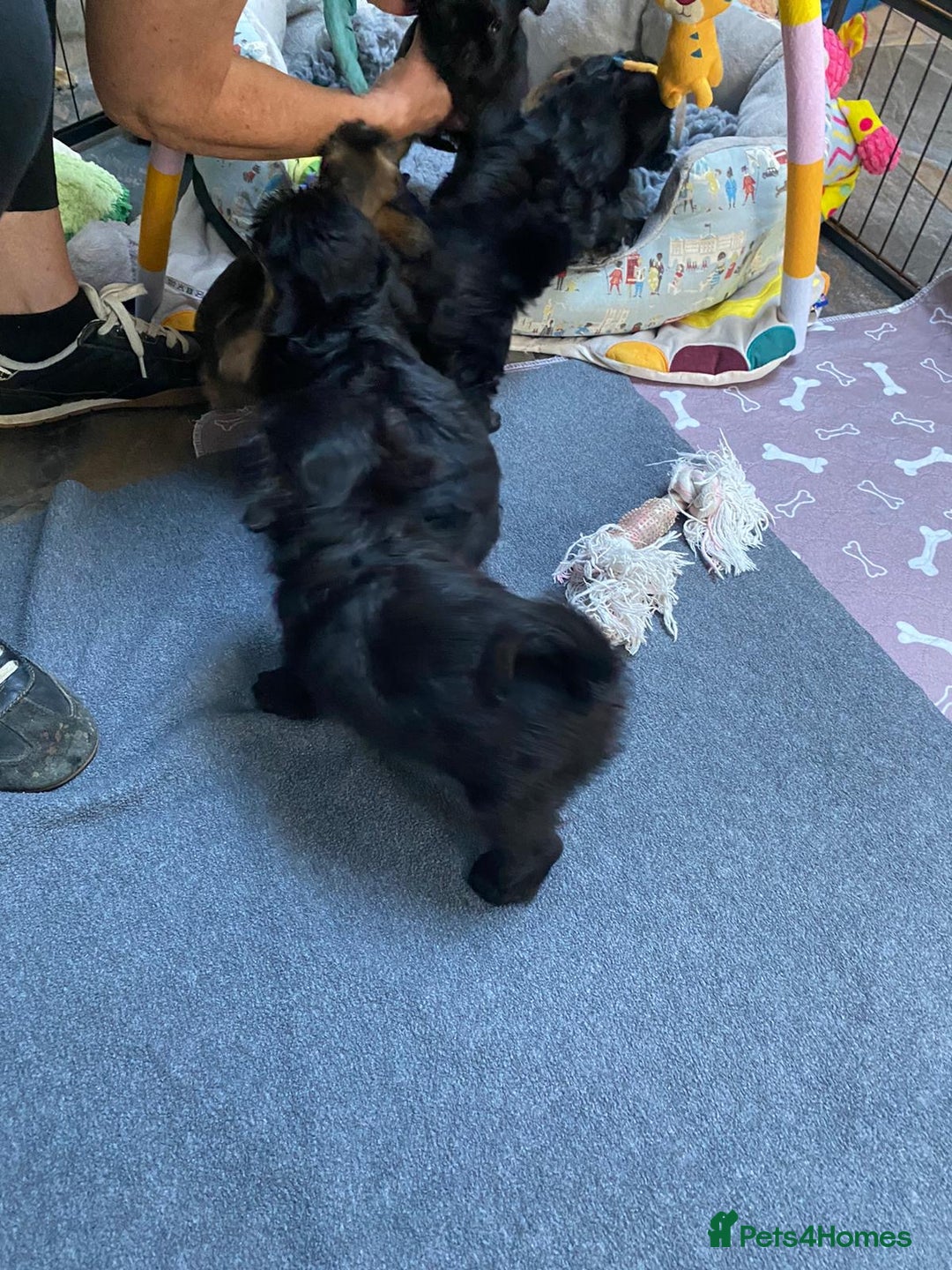 Griffon Bruxellois dogs for sale: New Kids on the Block - Image 12