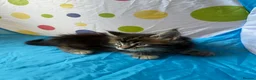Maine Coon cats for sale: Maine Coon Kittens in Cambridge - Advert 10