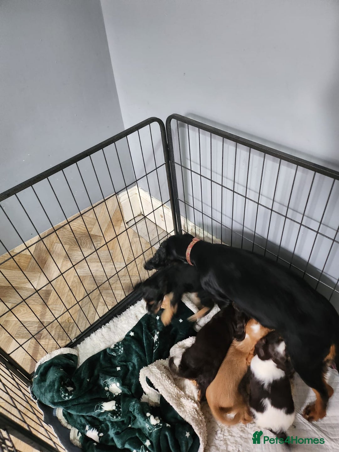 Cocker Spaniel dogs for sale: Adorable cocker spaniel puppies - Image 5