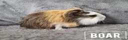 Guinea Pig rodents for sale: Adorable Baby Guinea Pigs - Advert 5