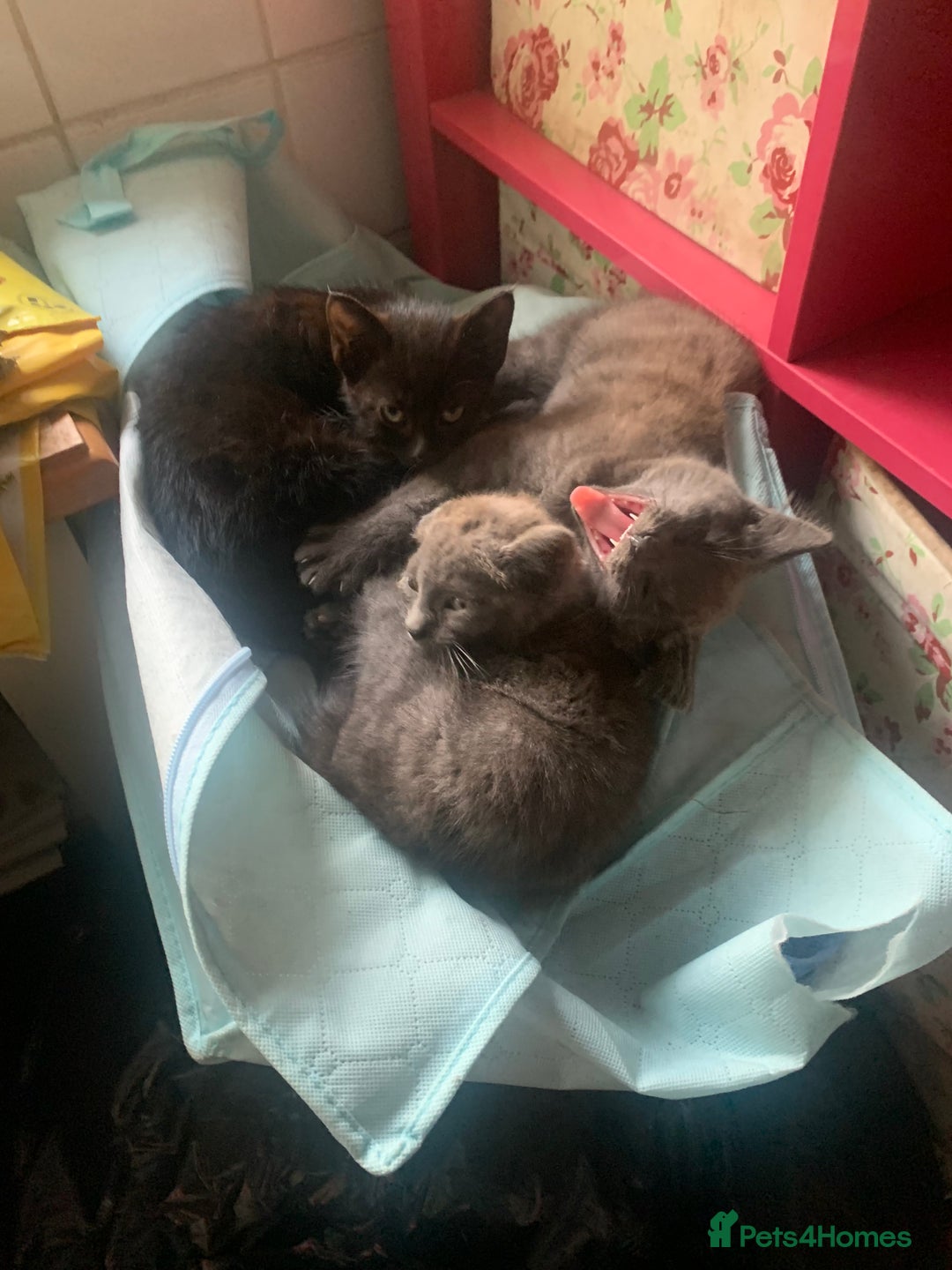 Mixed Breed cats for sale: Gorgeous Kittens Available Now 3 Of them  - Image 5