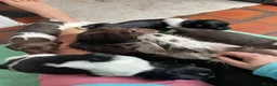 English Springer Spaniel dogs for sale: Therapy dog temperament, works well + off-switch - Advert 8