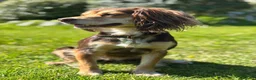 Cocker Spaniel dogs for sale: Beautiful Working Cocker Spaniel Puppies - Advert 17