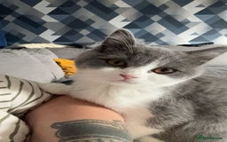 British Shorthair cats for sale: Beautiful British short hair - Image 2