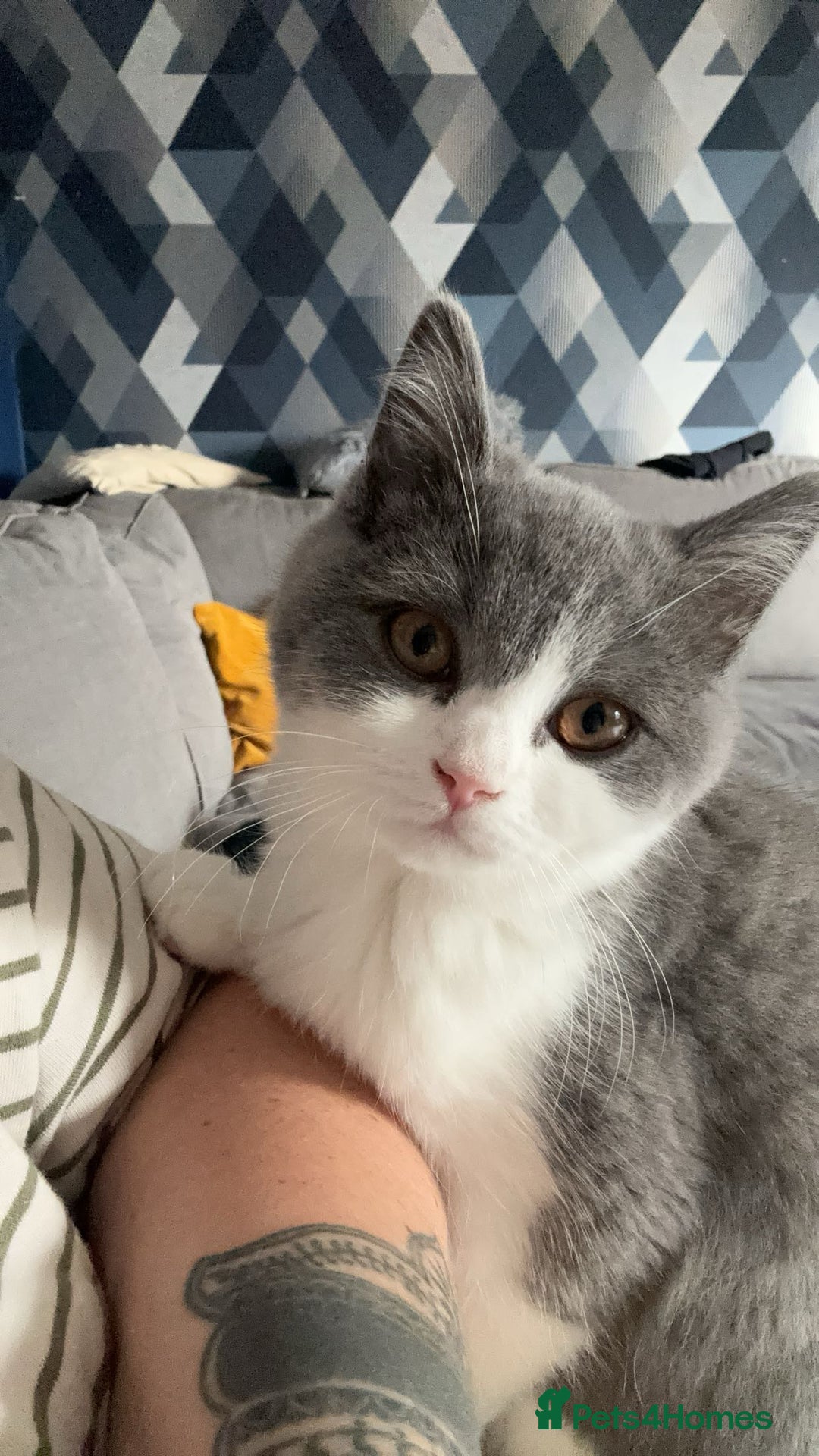 British Shorthair cats for sale: Beautiful British short hair - Image 2