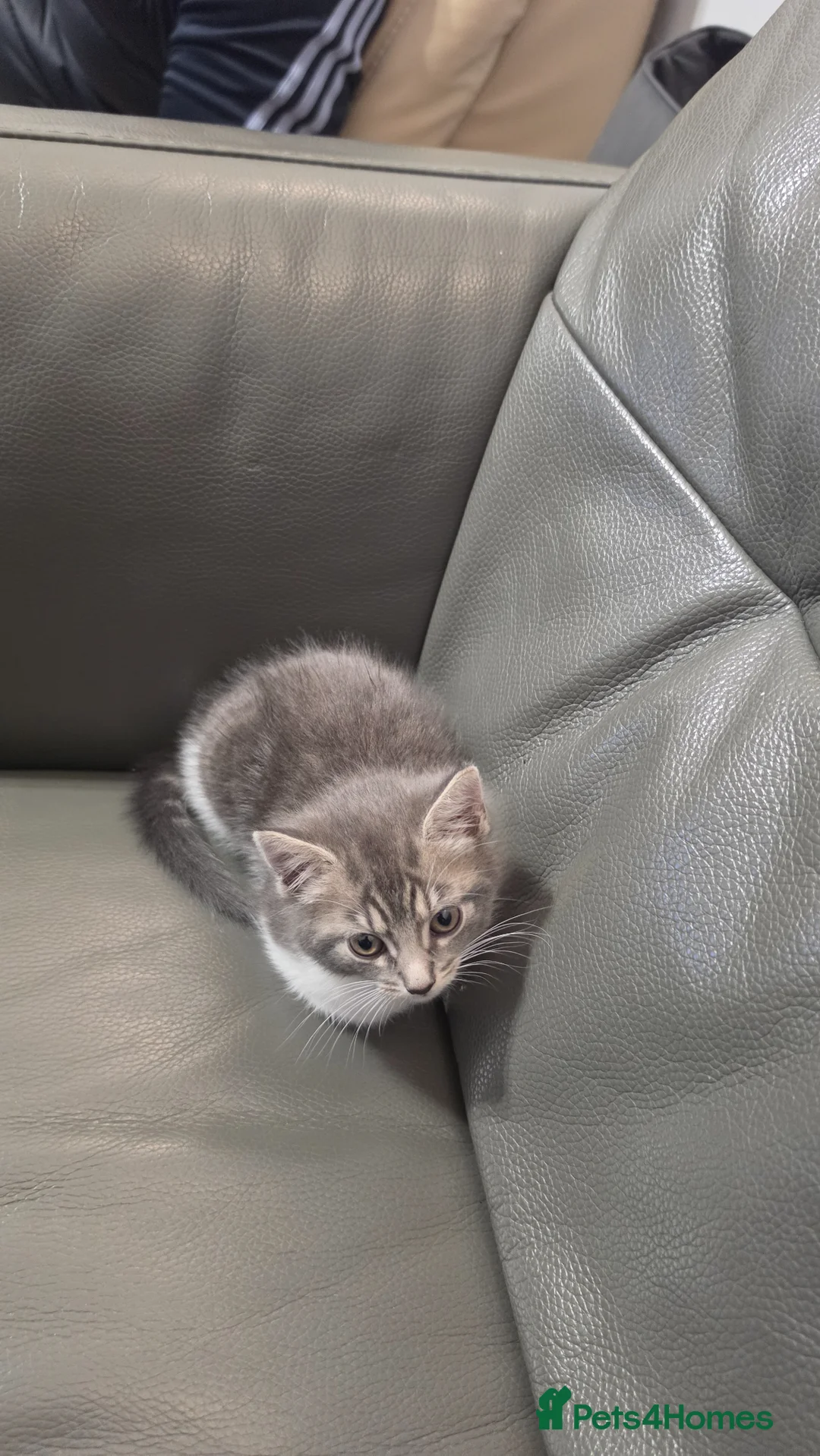 Mixed Breed cats for sale: Kute kitten in Manchester - Advert 13