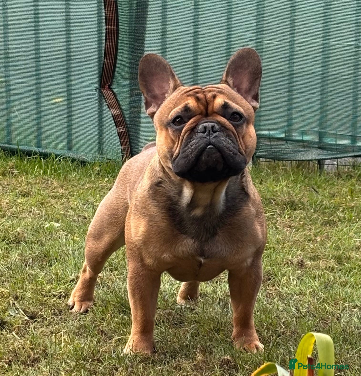 French Bulldog dogs Stud … Teddy …Rukaroobulls Cadeau du Ciel - Advert 1