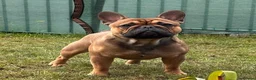 French Bulldog dogs for stud: Stud … Teddy …Rukaroobulls Cadeau du Ciel - Advert 1