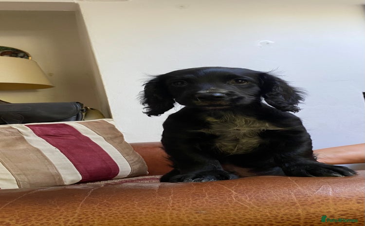 Cocker Spaniel dogs - Advert 10