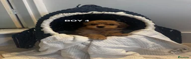 Maltipoo 4