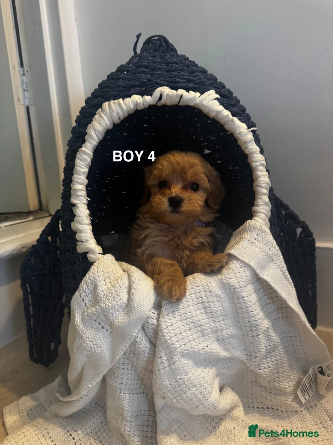 Maltipoo dogs for sale: 6 Maltipoo Pups Ready 3rd July - Advert 8