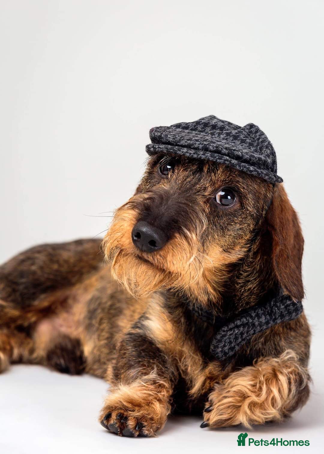 Miniature Dachshund dogs Miniature Wirehaired Dachshund for Stud in Ringwood - Advert 1