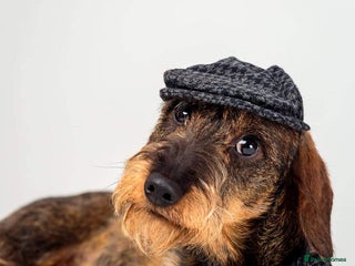 Miniature Dachshund dogs Miniature Wirehaired Dachshund for Stud in Ringwood - Advert 1