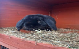 Mini Lop rabbits for sale: Two male lops for sale  - Image 2