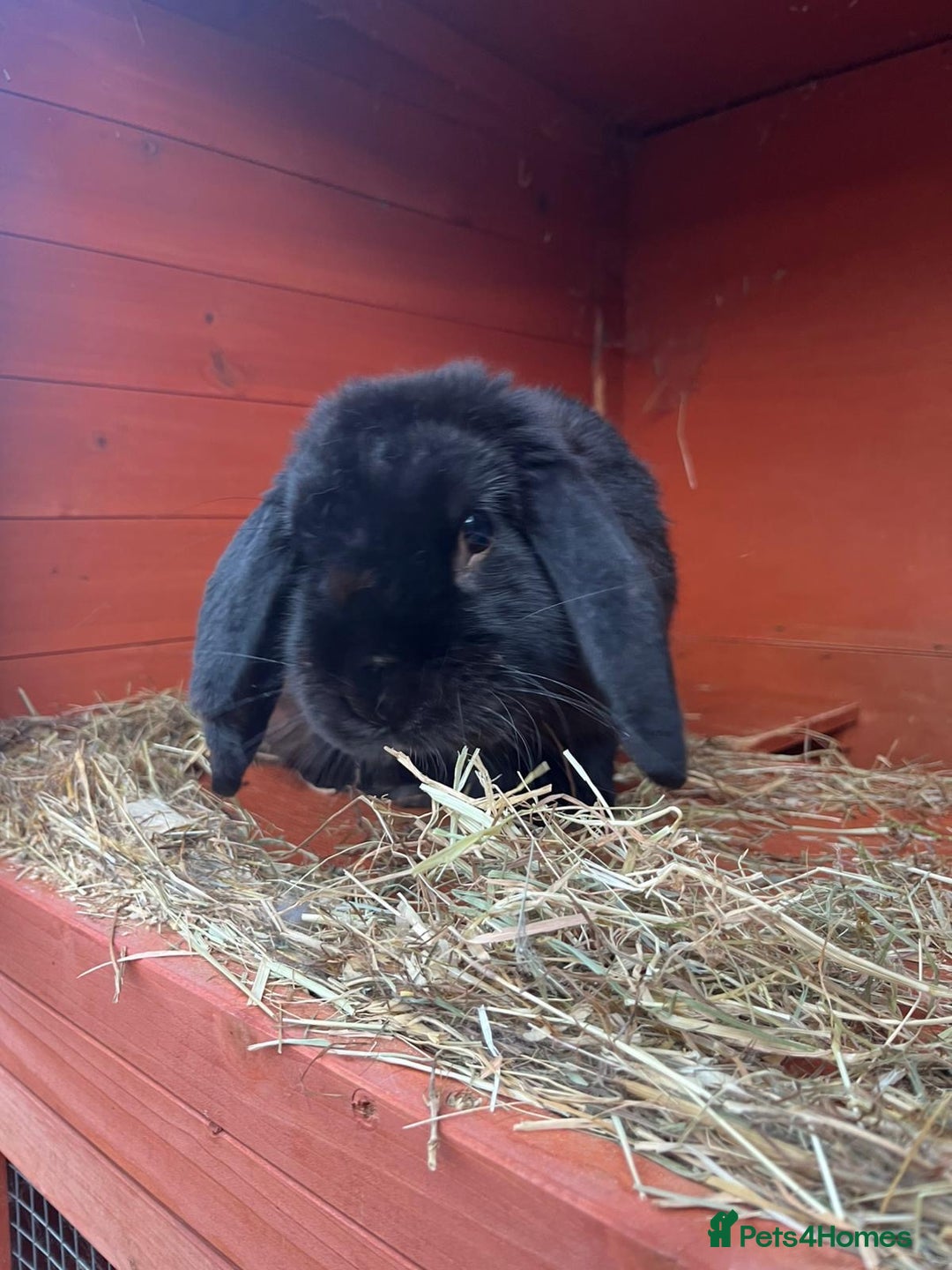 Mini Lop rabbits for sale: Two male lops for sale  - Image 2