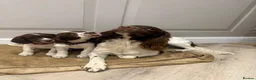 English Springer Spaniel dogs for sale: KC Registered English Springer Spaniel Puppies - Advert 4