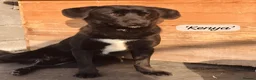Mixed Breed dogs for adoption: Kenya, 1 yr approx. Reserved STC. - Advert 7