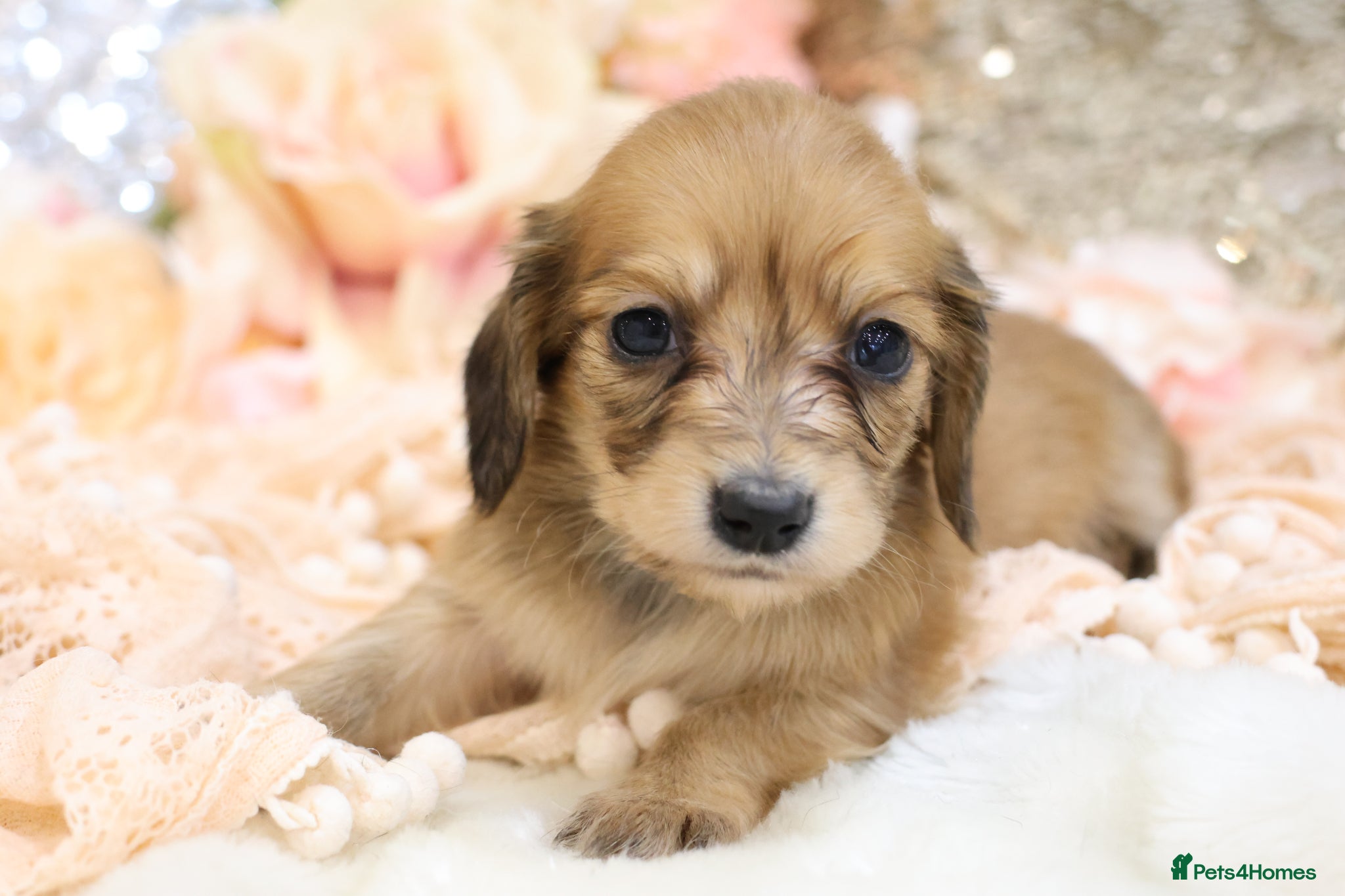 Miniature Dachshund dogs KC Longhair Miniature Dachshund Puppies - Advert 10