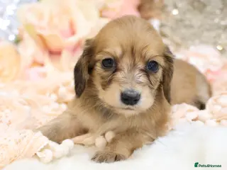 Miniature Dachshund dogs KC Longhair Miniature Dachshund Puppies - Advert 10