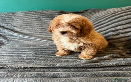 Cavapoo dogs for sale:  ⭐️2 boys left⭐️ - Image 4