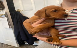 Labrador Retriever dogs for sale: Red Fox Labrador Puppies  - Image 8