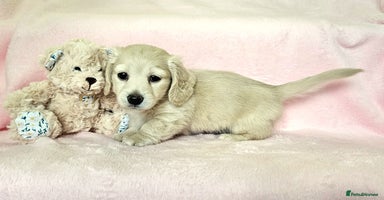 Miniature Dachshund dogs - Advert 2