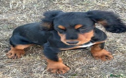Cocker Spaniel dogs for sale: Black & tan cocker spaniel  - Image 3