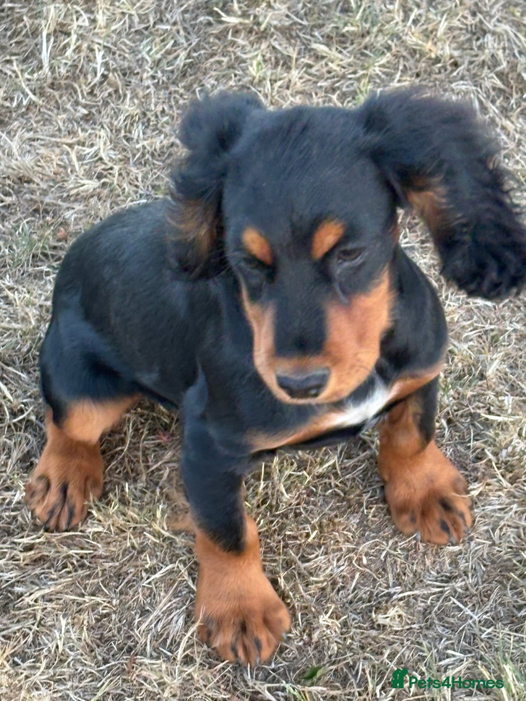 Cocker Spaniel dogs for sale: Black & tan cocker spaniel  - Image 3