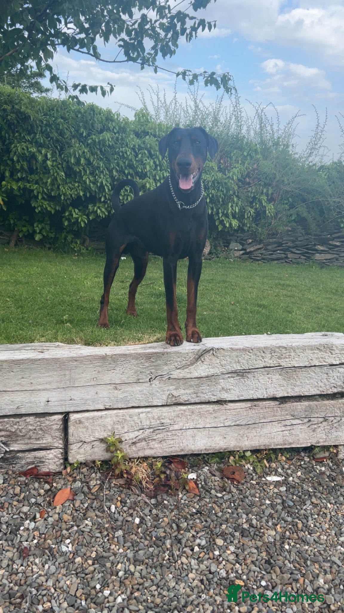 Dobermann dogs Proven Stud Service Available – Rocco - Advert 1