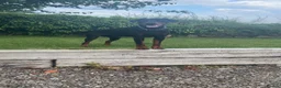Dobermann dogs for stud: Proven Stud Service Available – Rocco - Advert 1