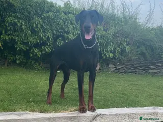 Dobermann dogs Proven Stud Service Available – Rocco - Advert 1