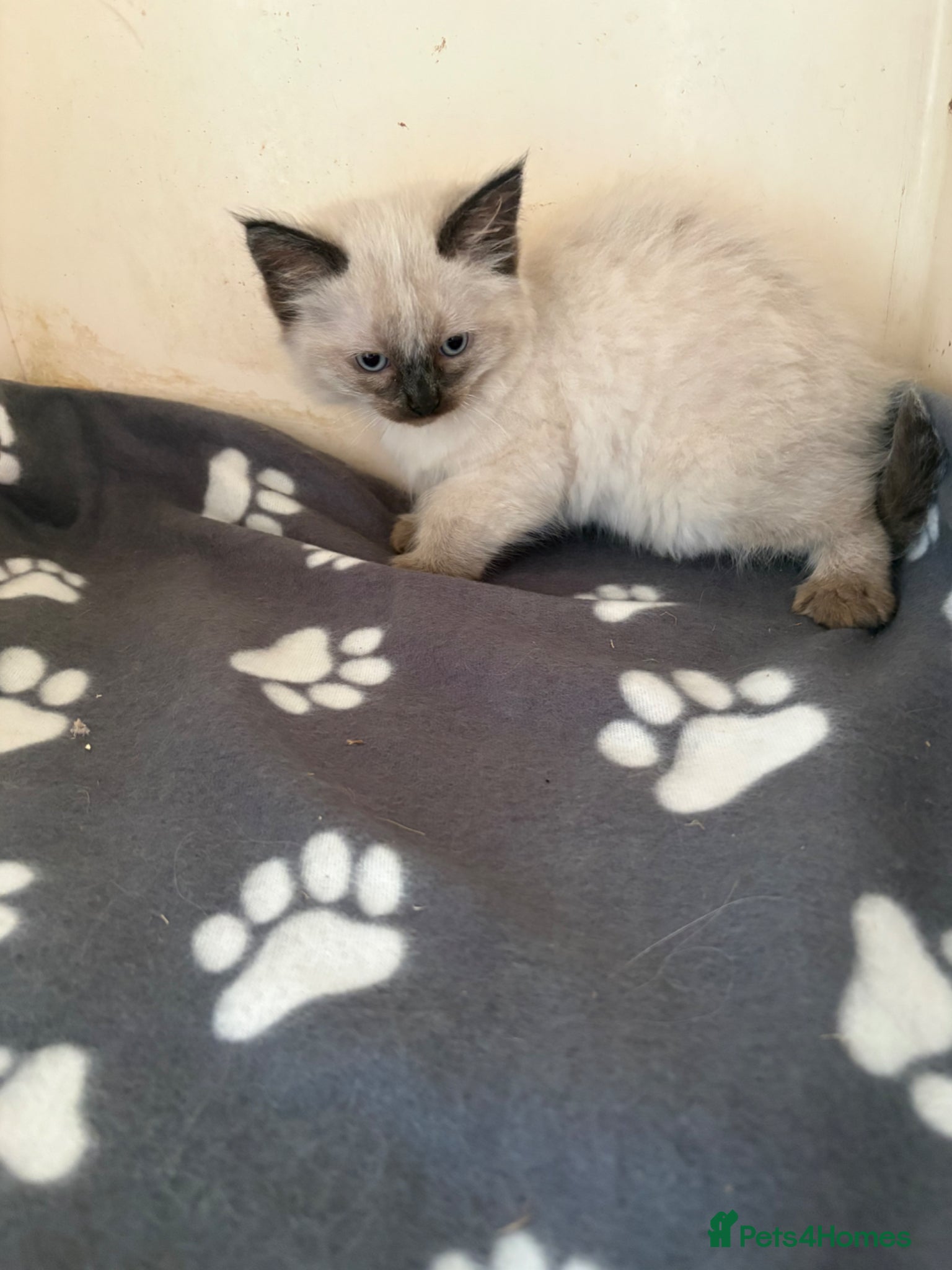 Ragdoll cats for sale: Ragdoll kittens in Romford - Advert 10