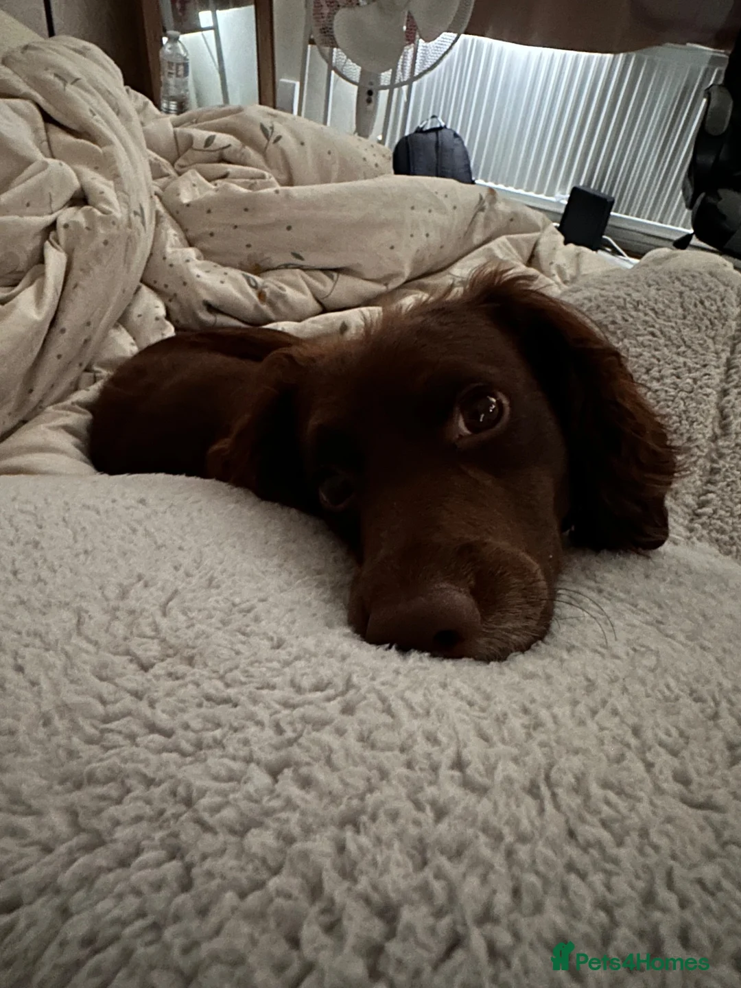 Cocker Spaniel dogs for sale: Phineas - Male Cocker Spaniel - Advert 2
