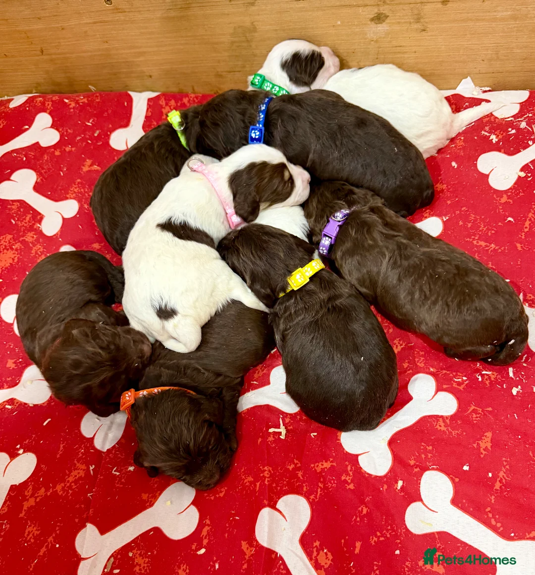 Sproodle dogs for sale: Sproodle Puppies from experienced, licensed breedr - Advert 1