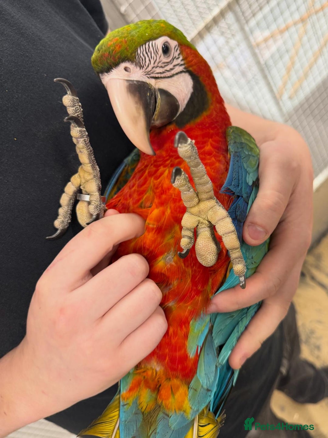 Macaws birds for sale: Variety of handreared tame baby macaws - Advert 2