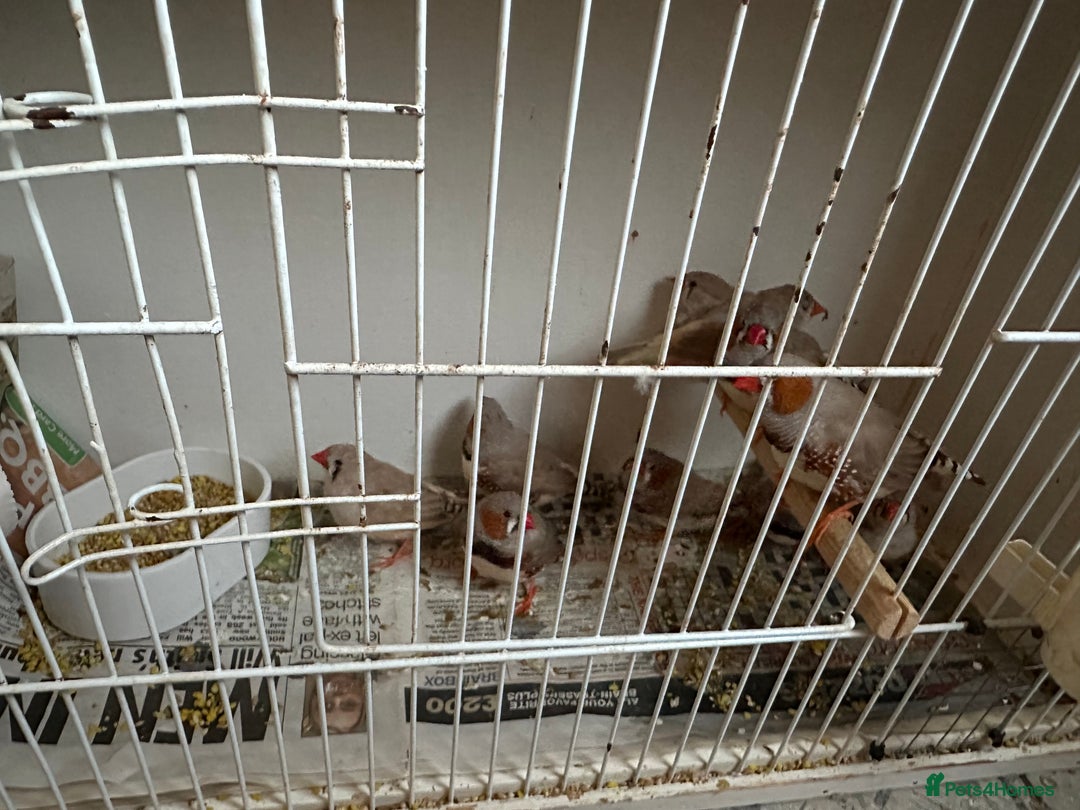 Finches birds for sale: Zebra finches mixed sexes  - Image 1