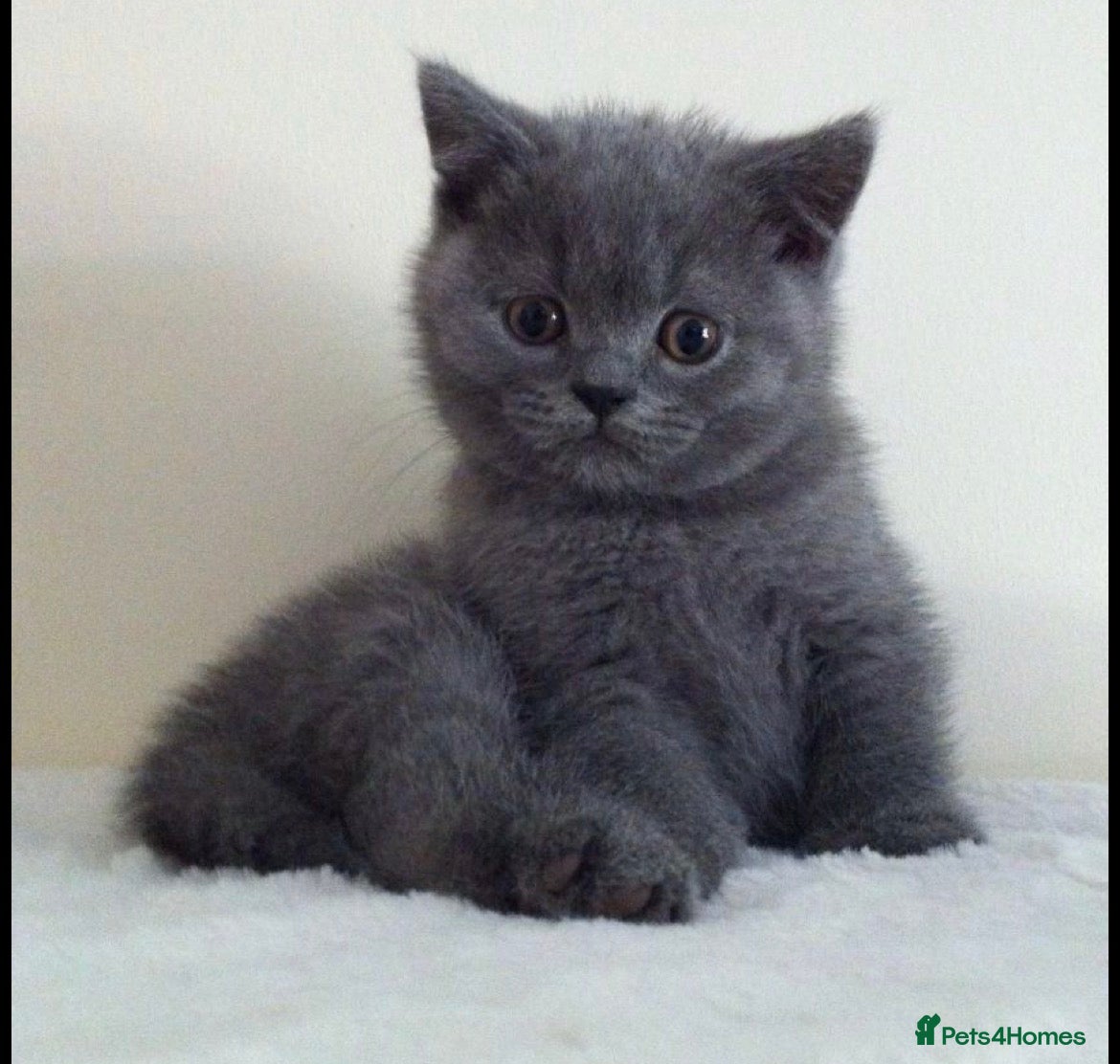 British Shorthair cats for sale: British shorthairs  - Advert 2