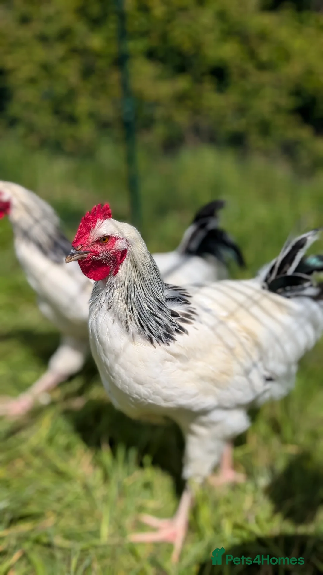 Chickens poultry for sale: Light Sussex Cockerels  in Heathfield - Advert 1