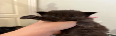 Maine Coon 4