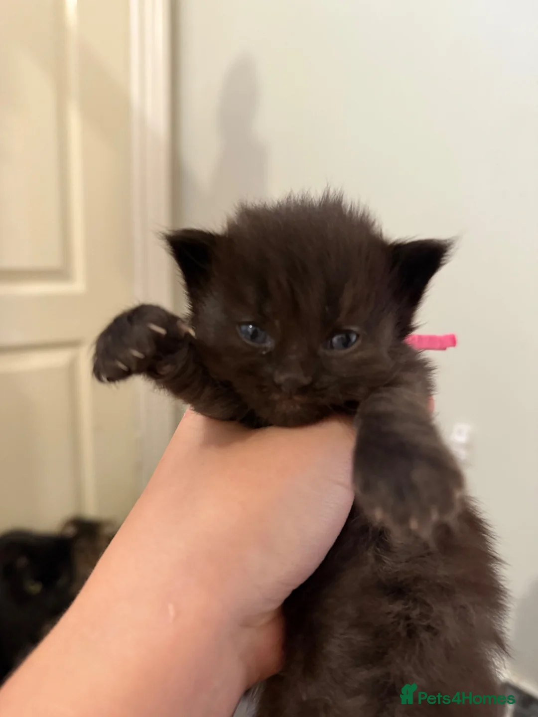 Maine Coon cats for sale: 5 Cross Maine Coon kittens for sale  - Advert 2