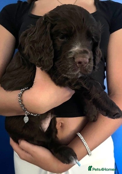 Cocker Spaniel dogs KC Excellent pedigree . Litter of 4 Handsome pups  - Advert 2