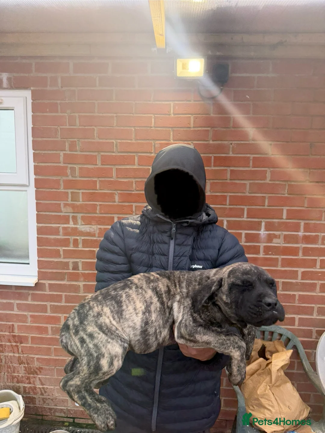 Presa Canario dogs for sale: Presa Canario Puppies Spanish x Serbian Imports - Advert 2