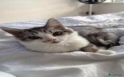 Munchkin cats for sale: Pedigree TICA Munchkin Kittens – Short Legs 🐈 - Image 34