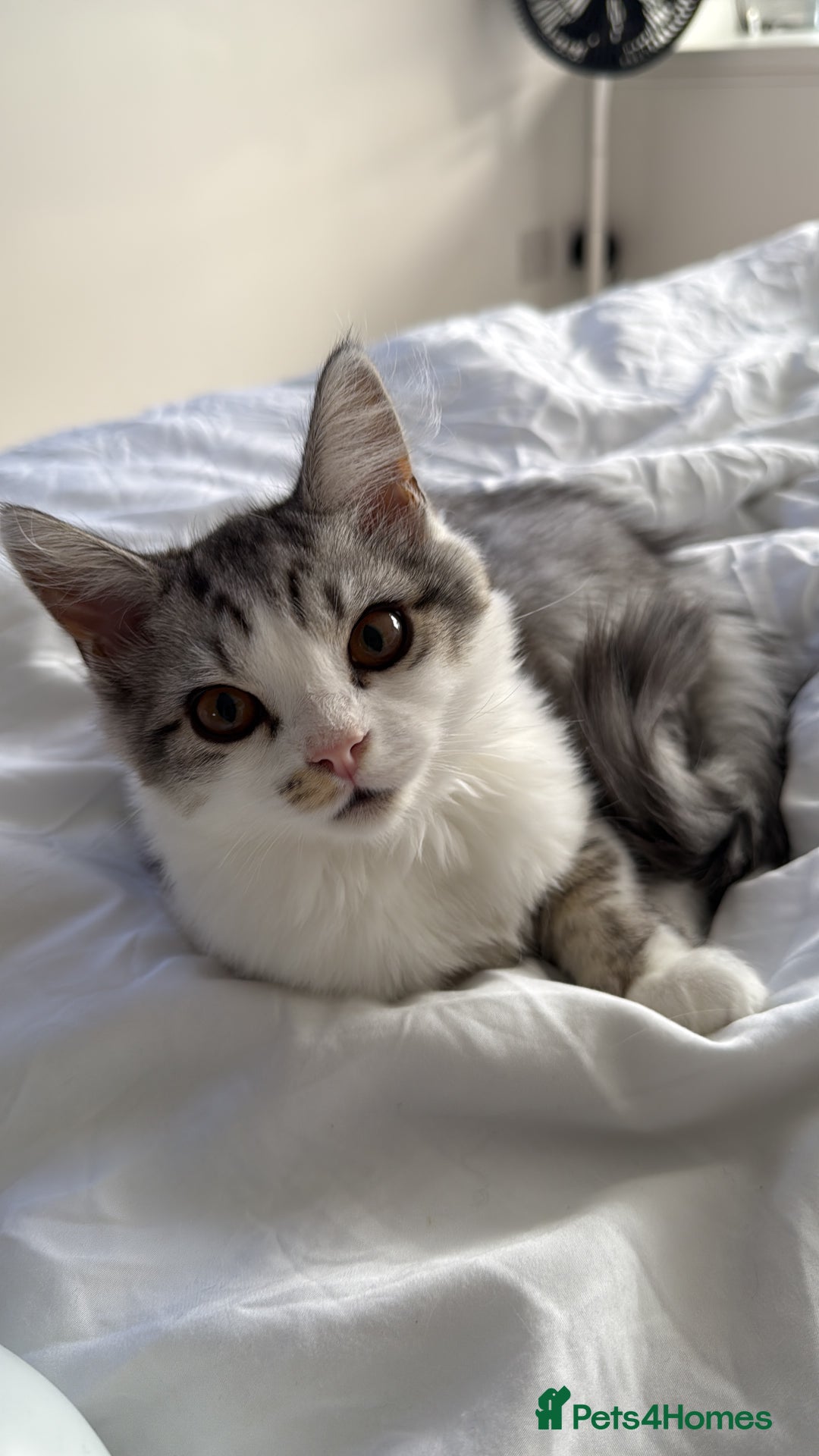Munchkin cats for sale: Pedigree TICA Munchkin Kittens – Short Legs 🐈 - Image 34