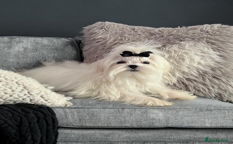 Maltese dogs - Advert 1