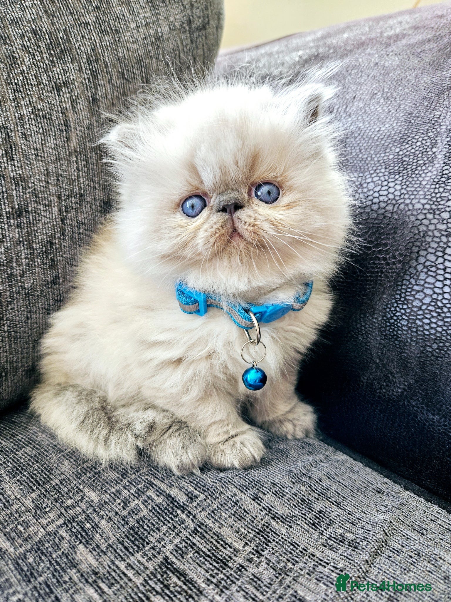Persian cats 😻Stunning Pedigree Persian Kittens😻  - Advert 5